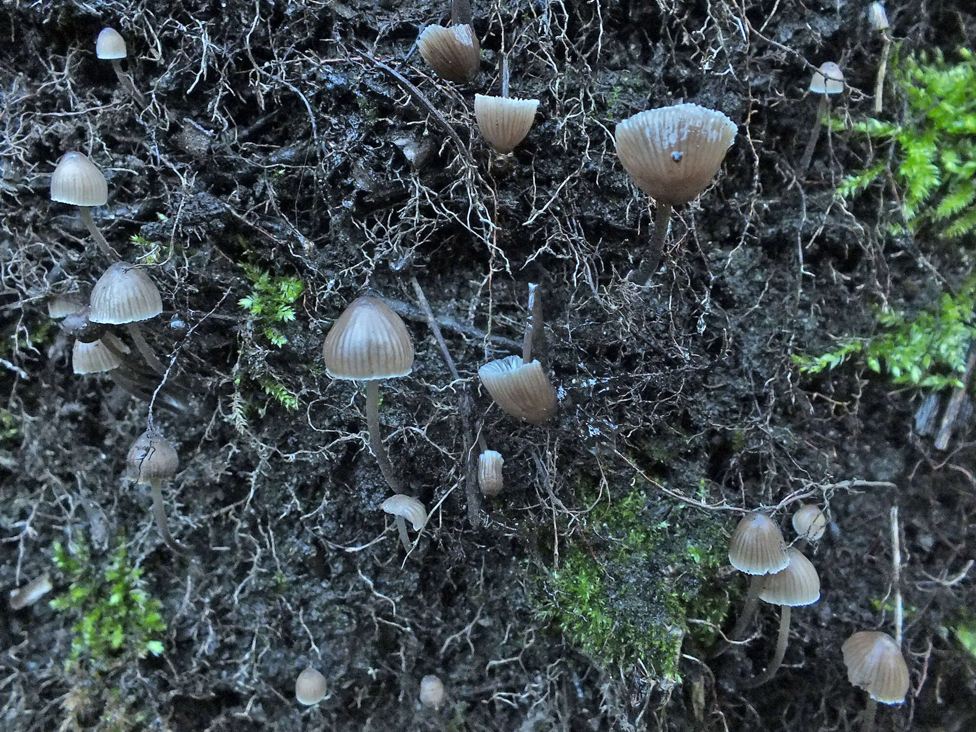 Imagem de Mycena leptocephala (Pers.) Gillet 1876