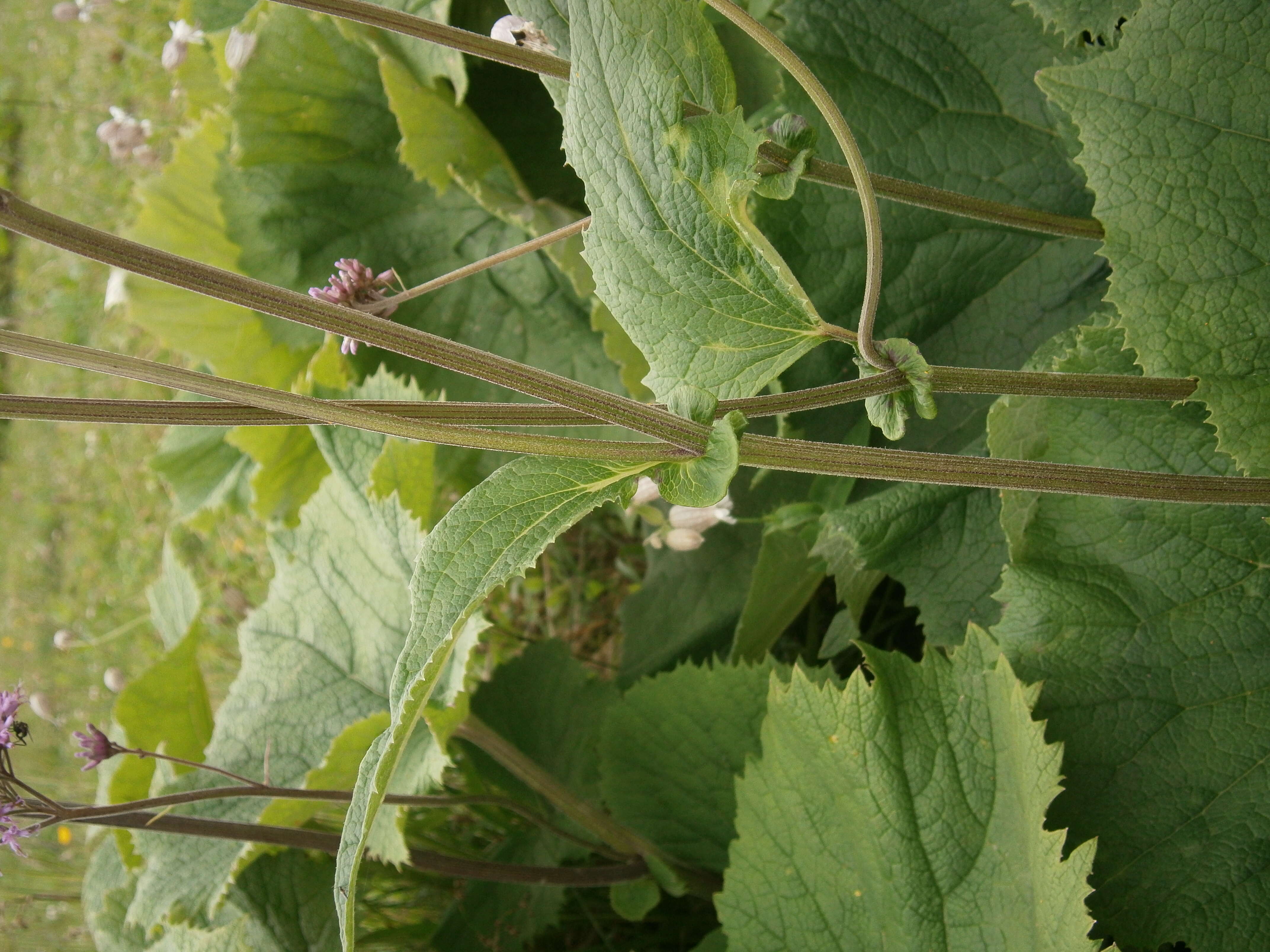 Image of Hedge-leaved Adenostyle