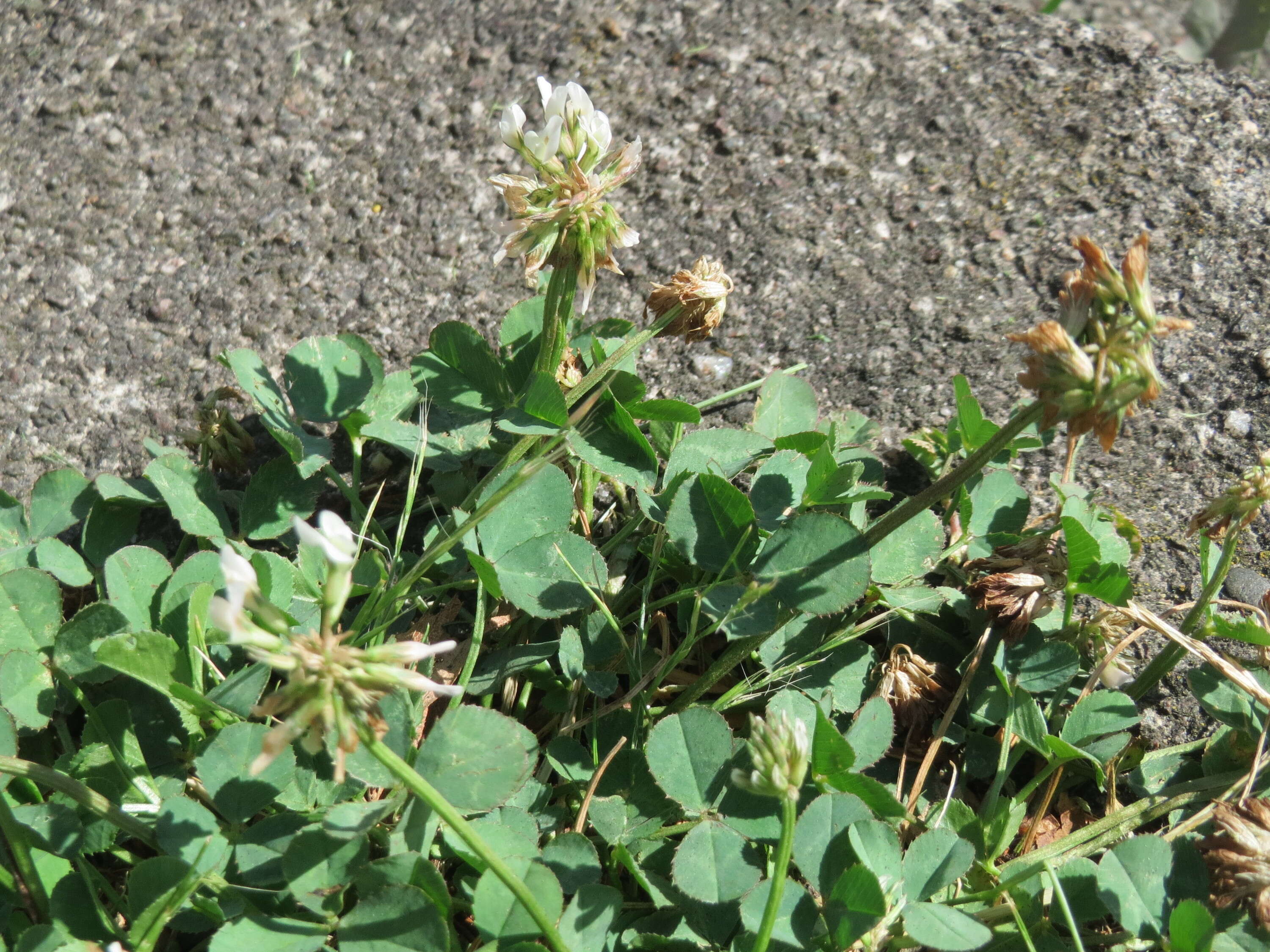 Image of white clover