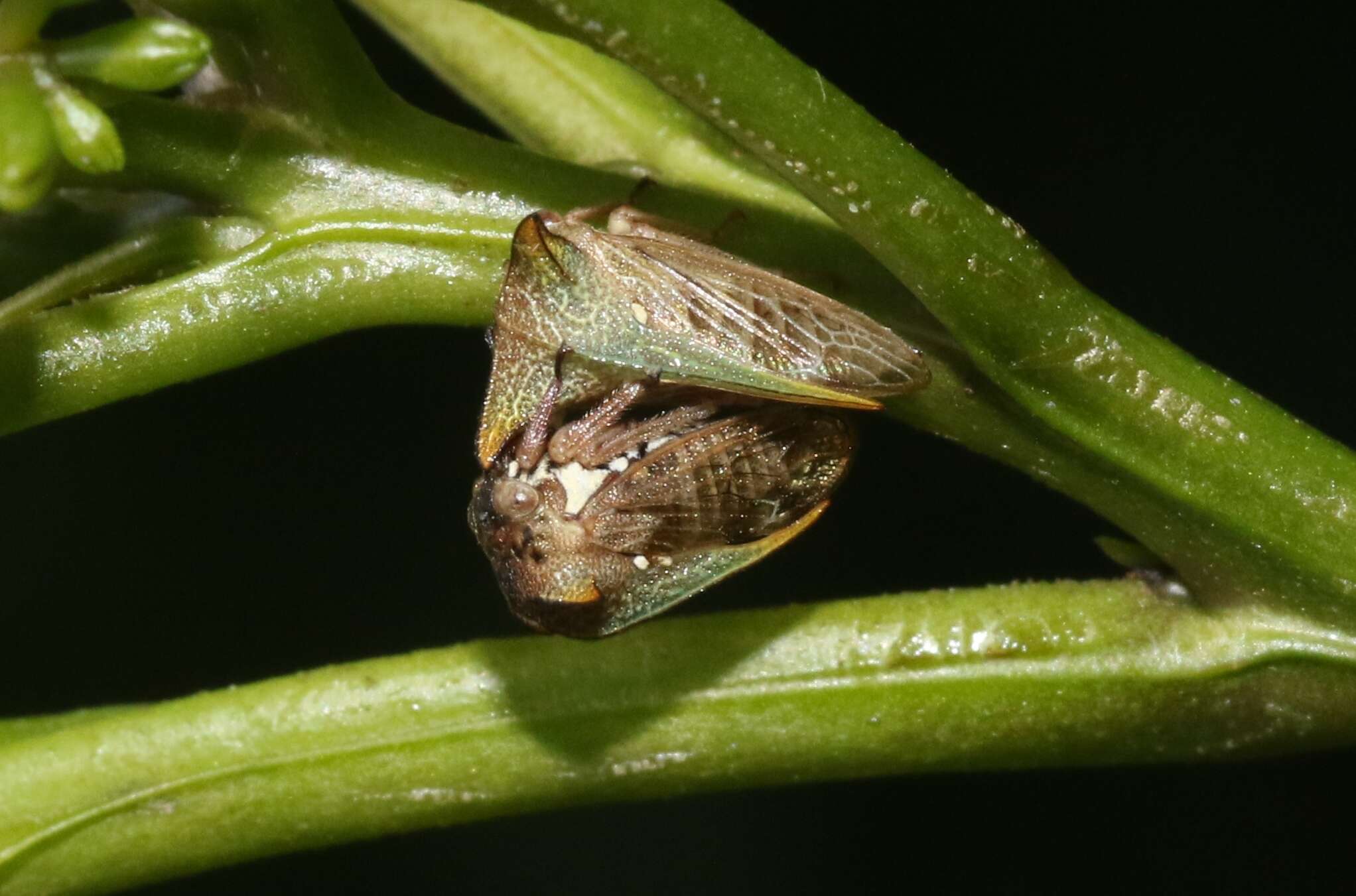 Image of Alosextius carinatus Funkhouser 1927