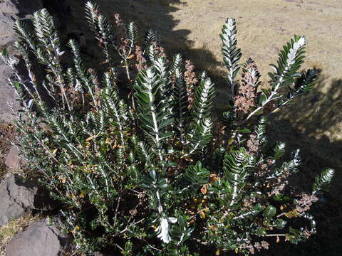 Image of Buddleja coriacea Remy