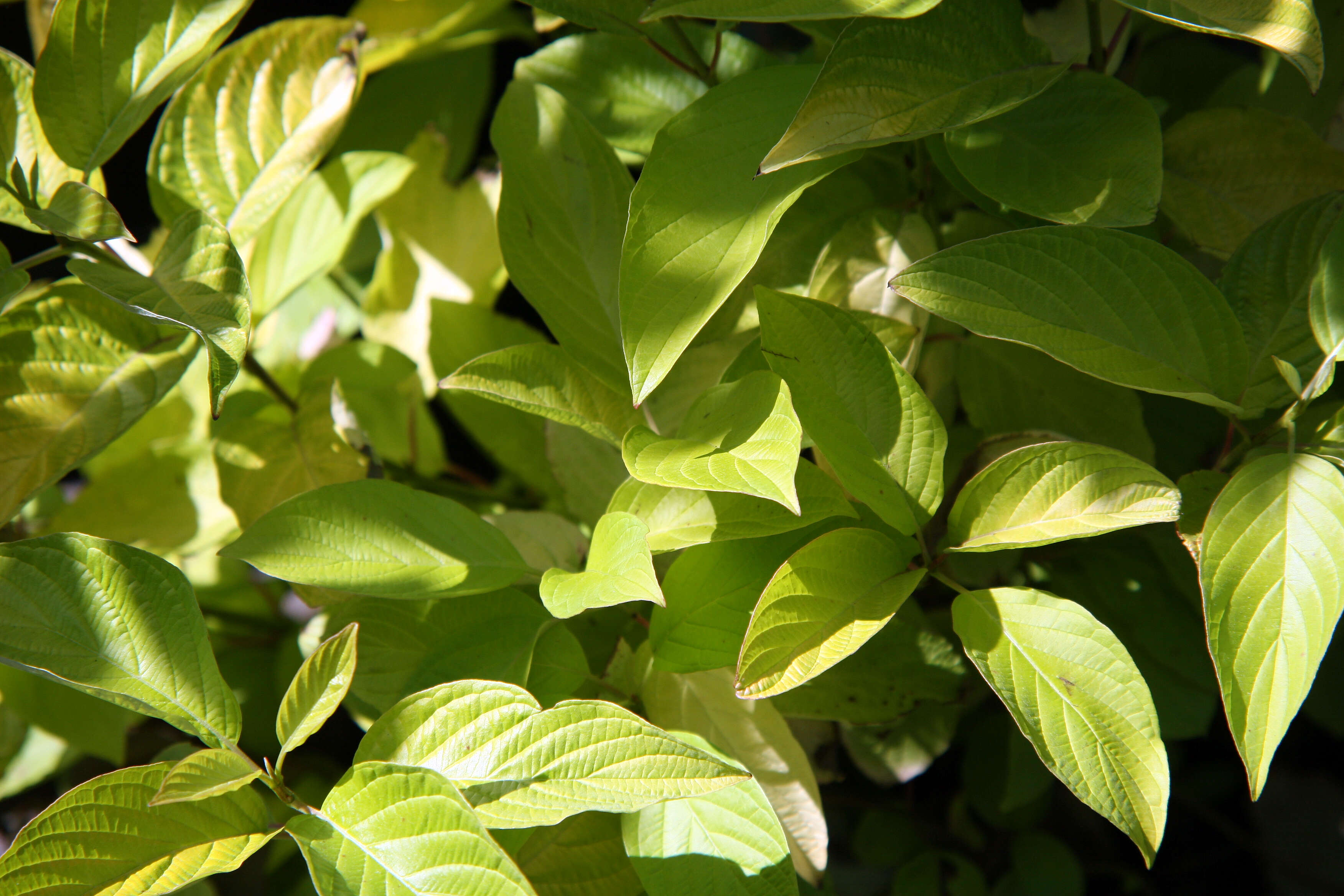 Image of Red-Barked Dogwood