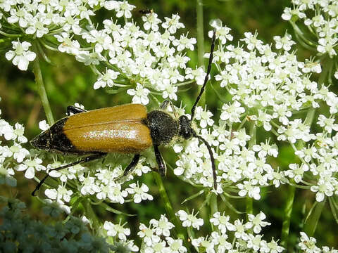 Image of Trigonarthris