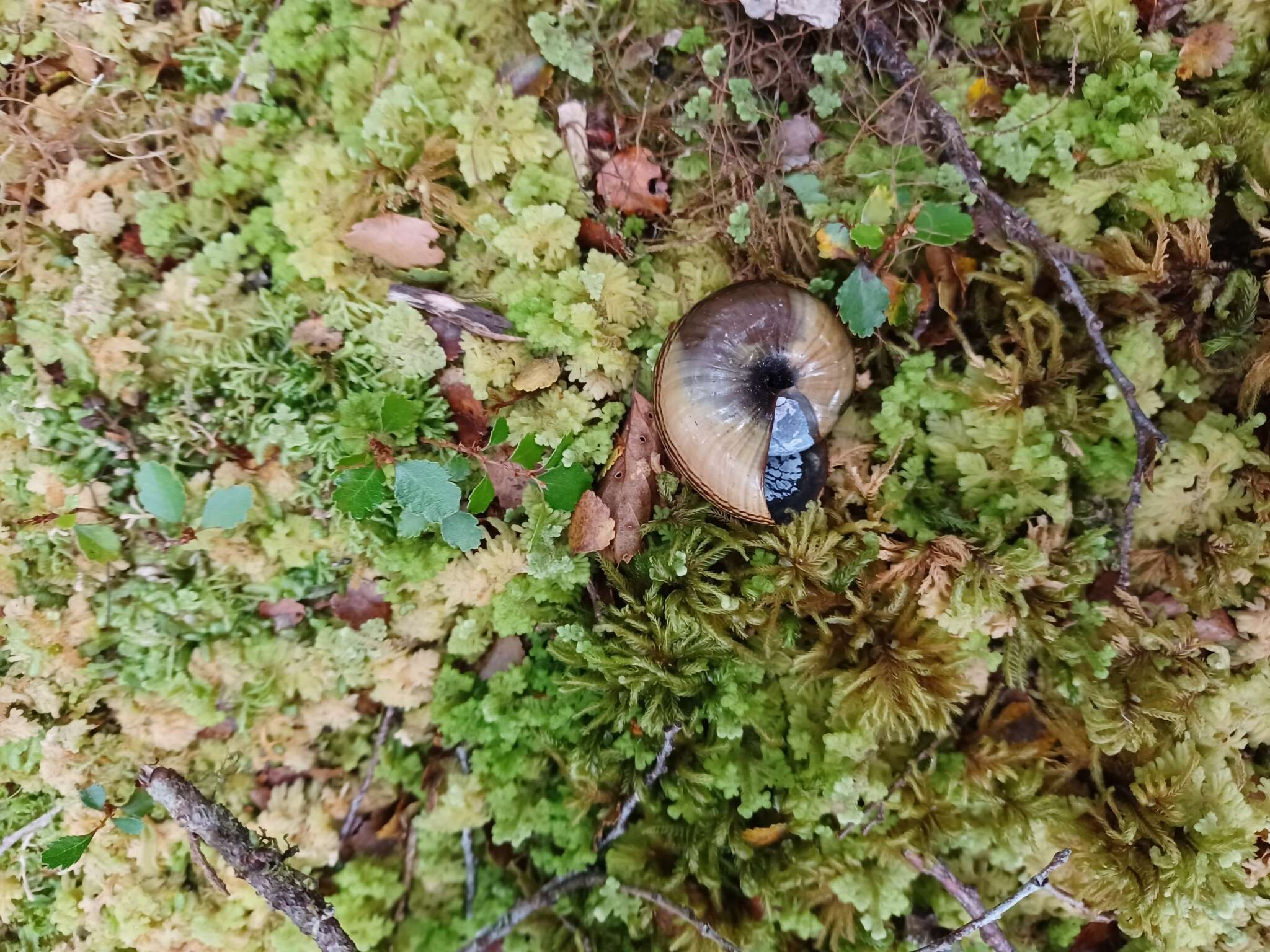 Image of Powelliphanta hochstetteri bicolor (Powell 1930)