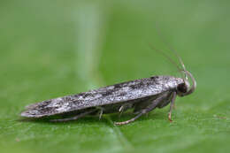 Image of birch sober