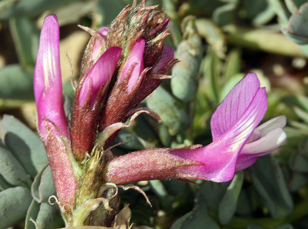 صورة Astragalus cimae var. sufflatus Barneby