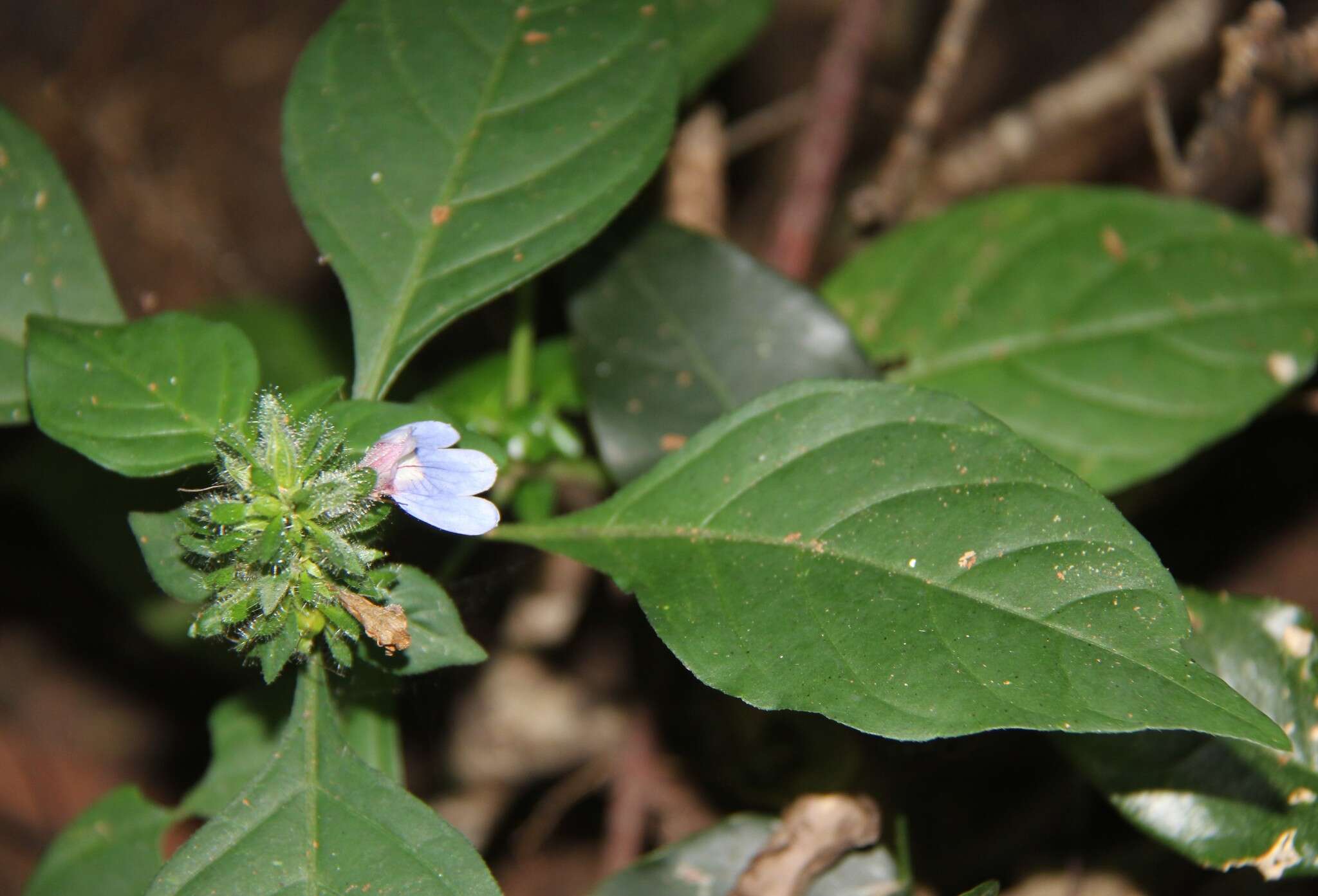 Image of Justicia petiolaris (Nees) T. Anders.