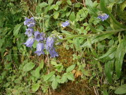 Image of Bearded Bellflower