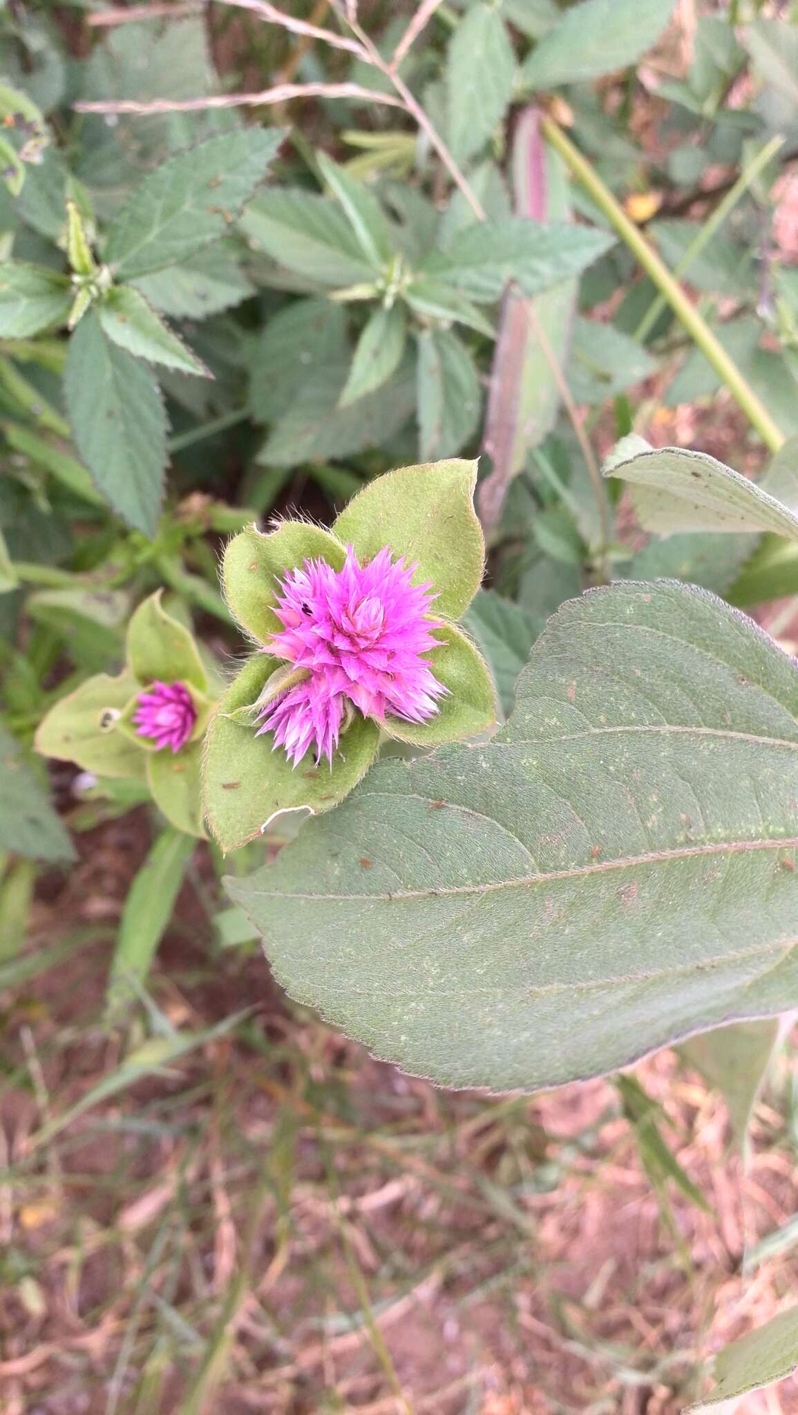 Image of pearly globe amaranth