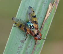 Image of Lamprogaster laeta (Macquart 1835)