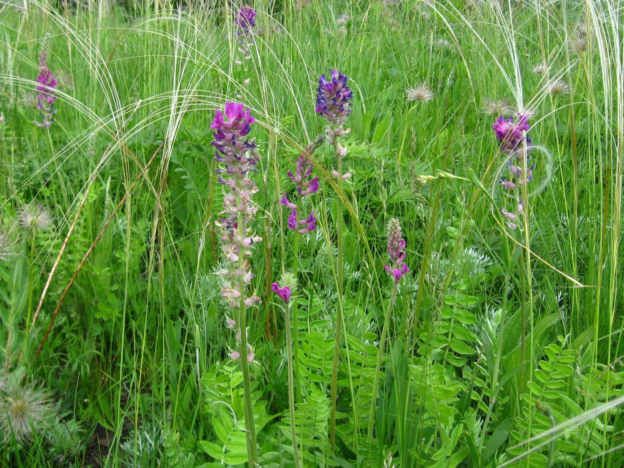 Image de Oxytropis campanulata Vassilcz.