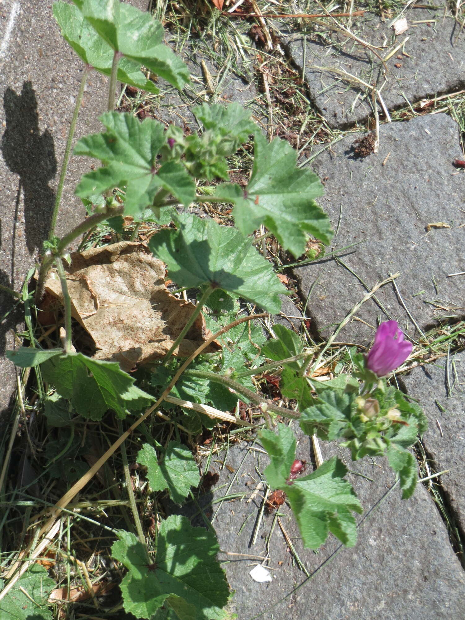 Image of high mallow