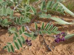 Image of gravel milkvetch