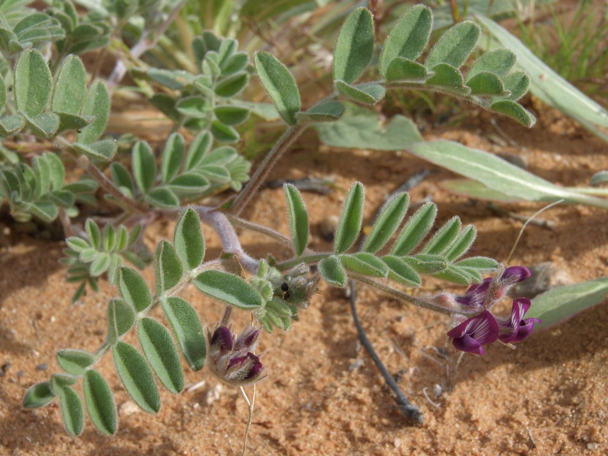 Image of gravel milkvetch