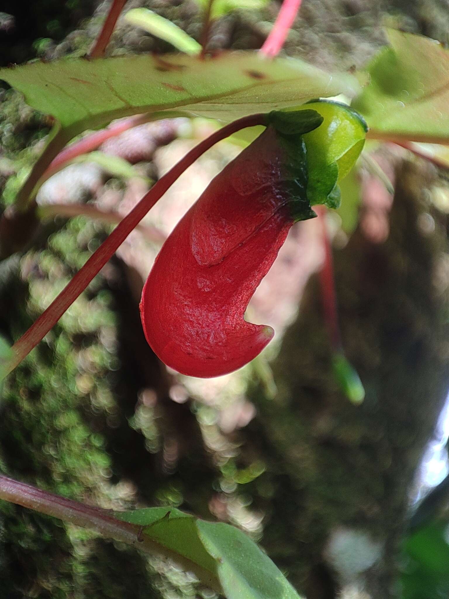 Image of Impatiens parasitica Bedd.