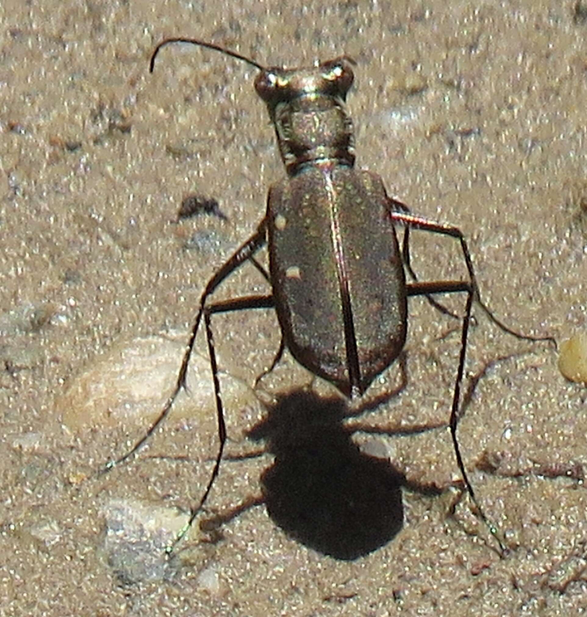 Sivun Cicindela (Cicindelidia) roseiventris Chevrolat 1834 kuva