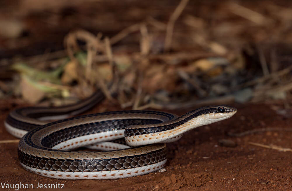 Plancia ëd Psammophylax tritaeniatus (Günther 1868)