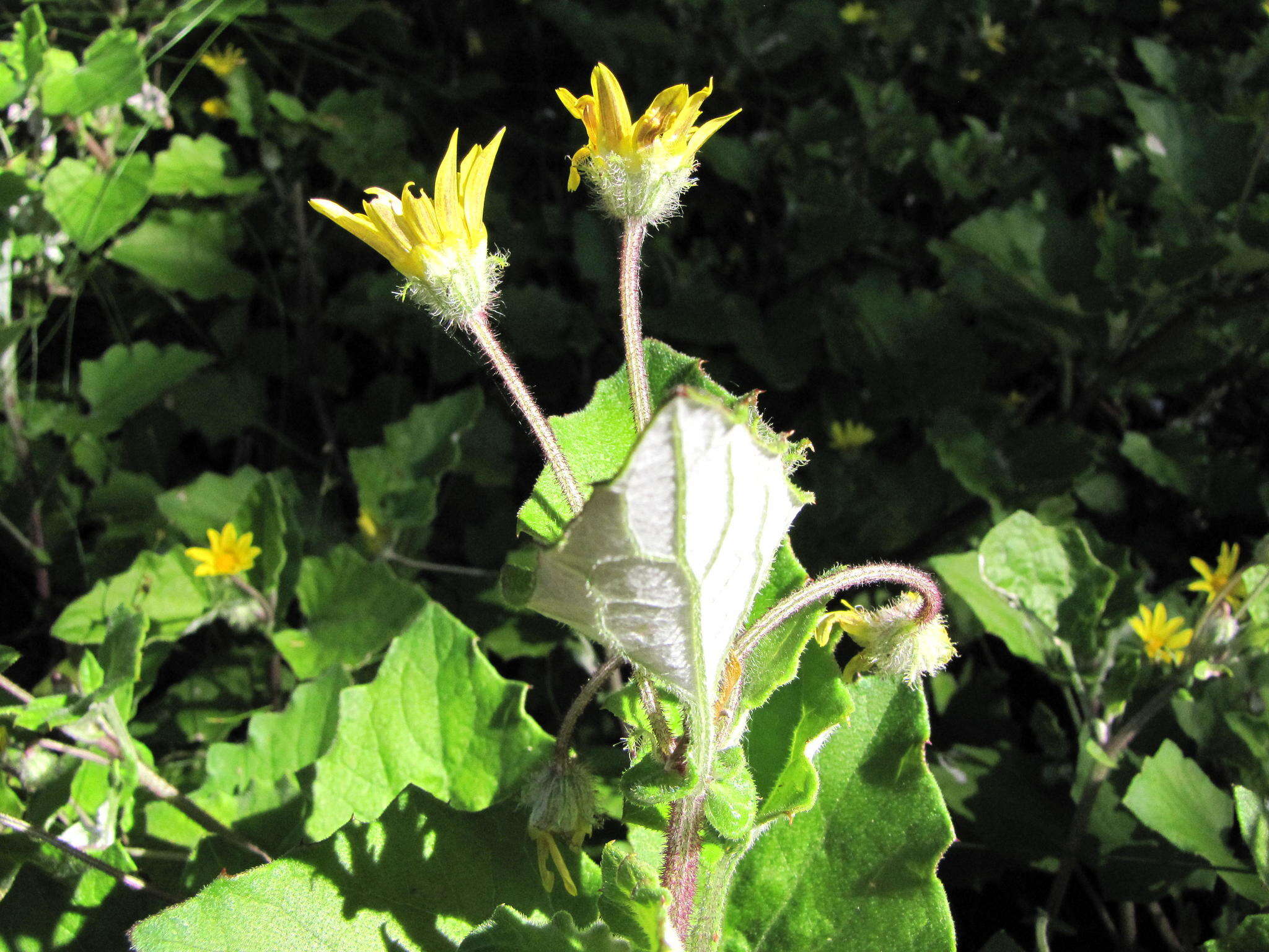 Image de Arctotis perfoliata (Less.) Beauv.