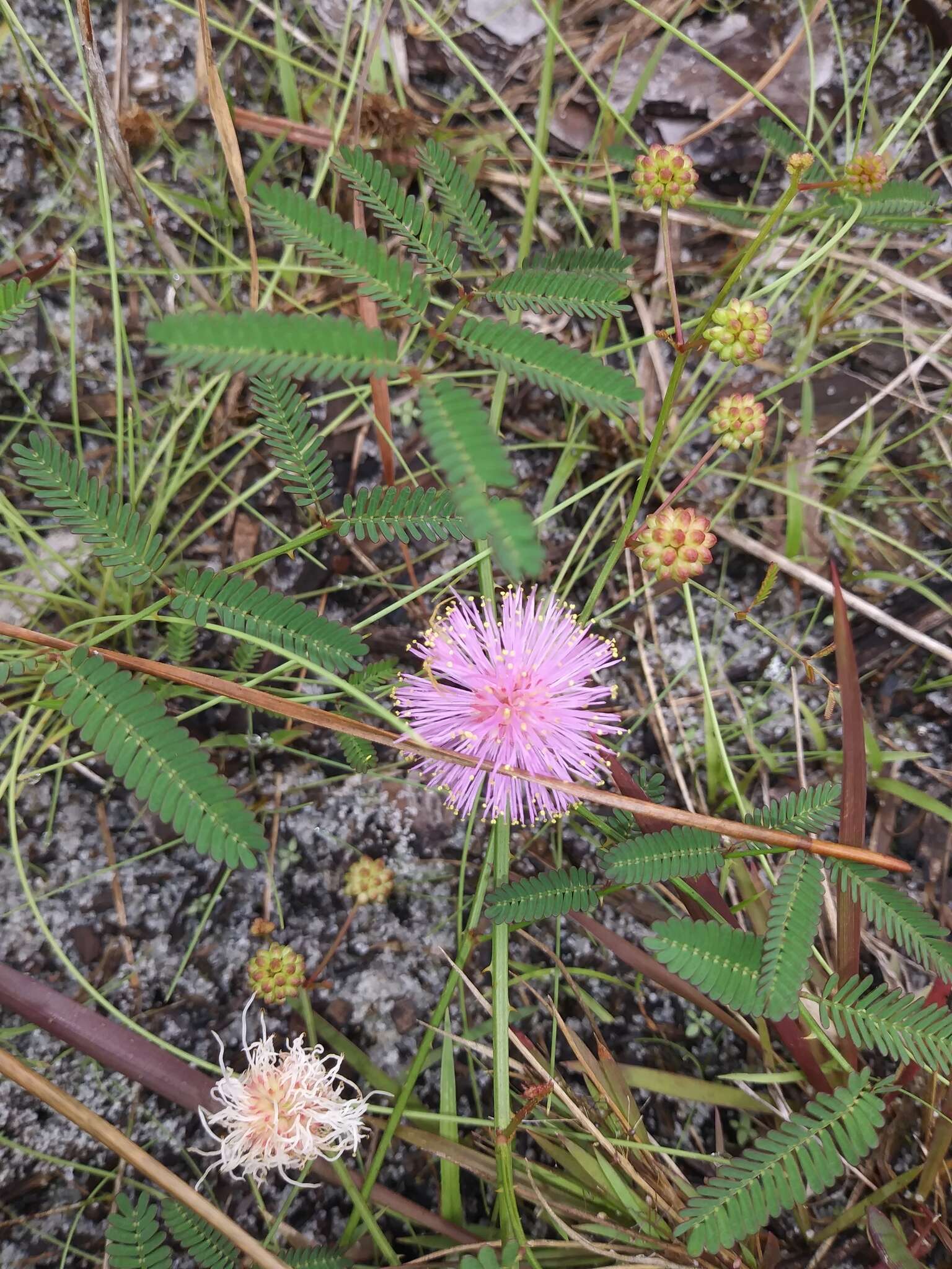 Image of Florida mimosa