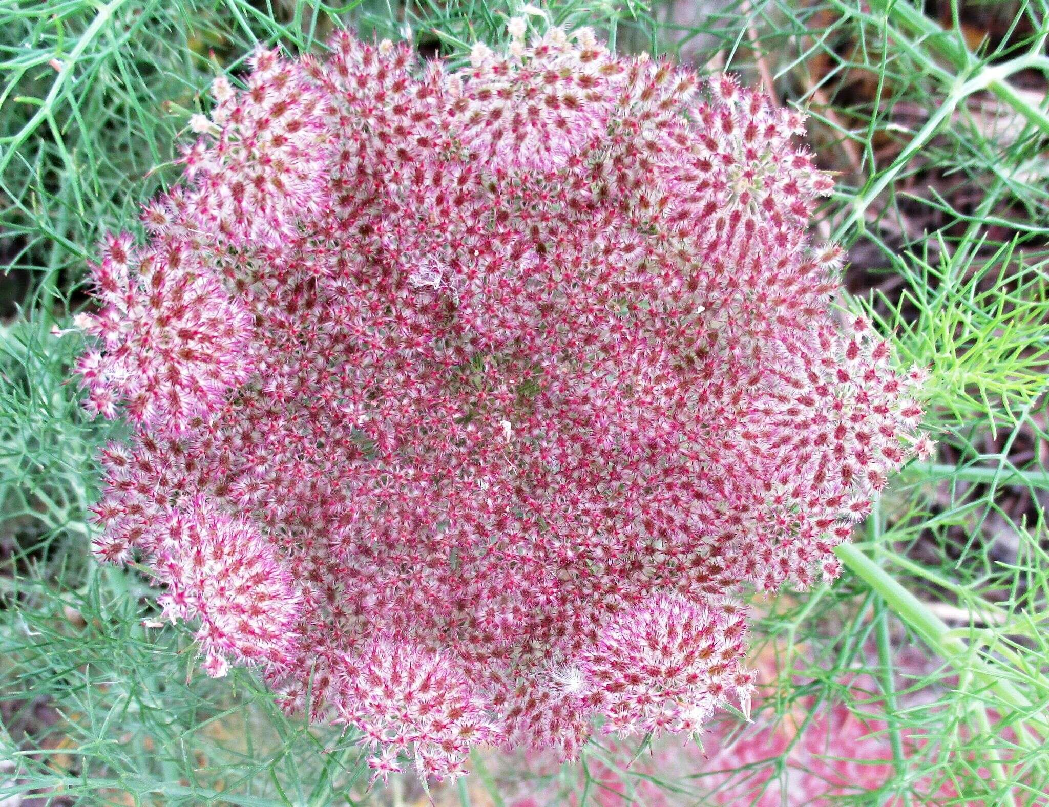 Imagem de Daucus carota subsp. hispanicus (Gouan) Thell.