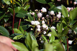 Image of mountain laurel