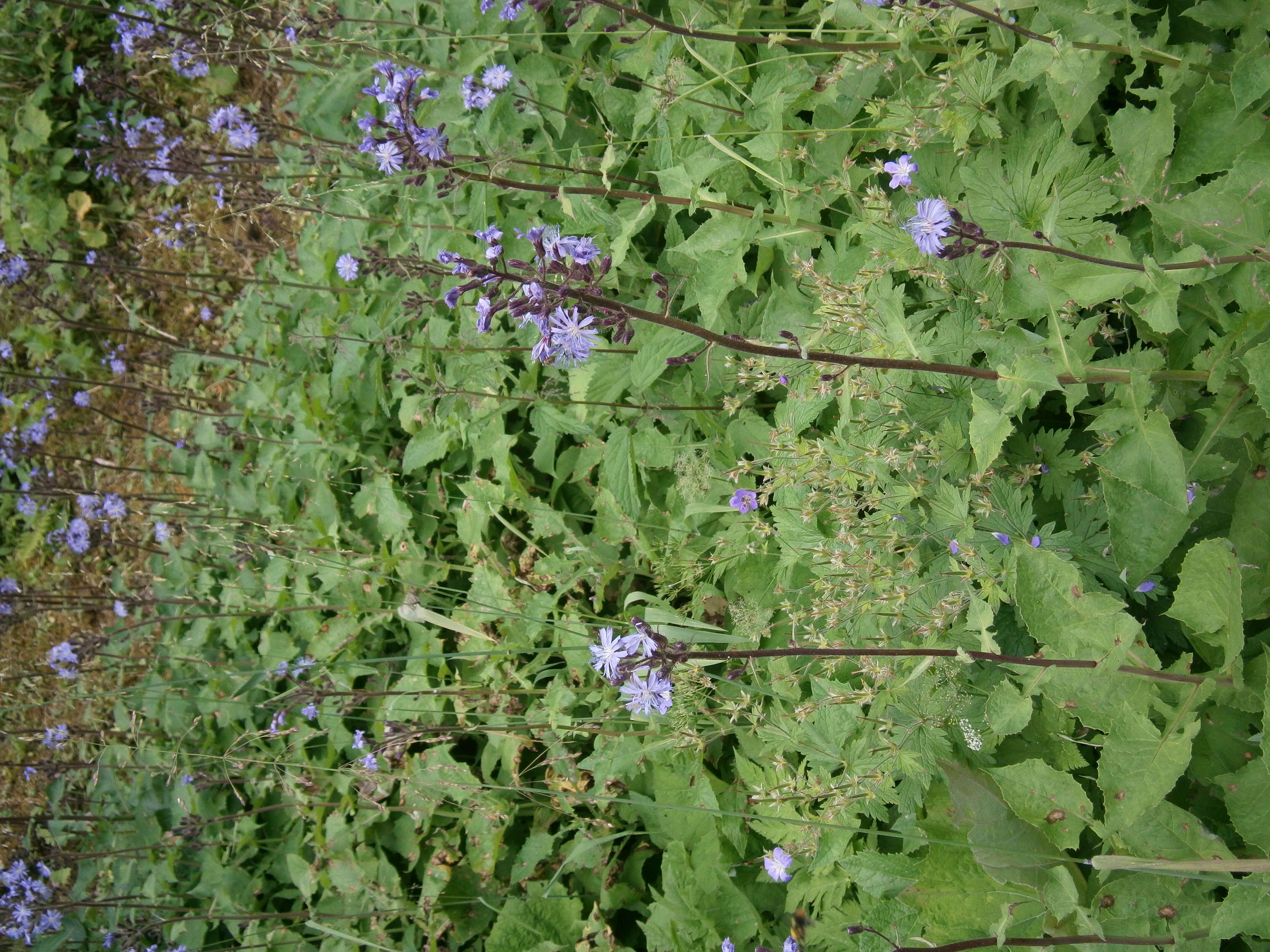 Image of Cicerbita alpina (L.) Wallr.