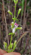 Imagem de Dicerandra frutescens Shinners