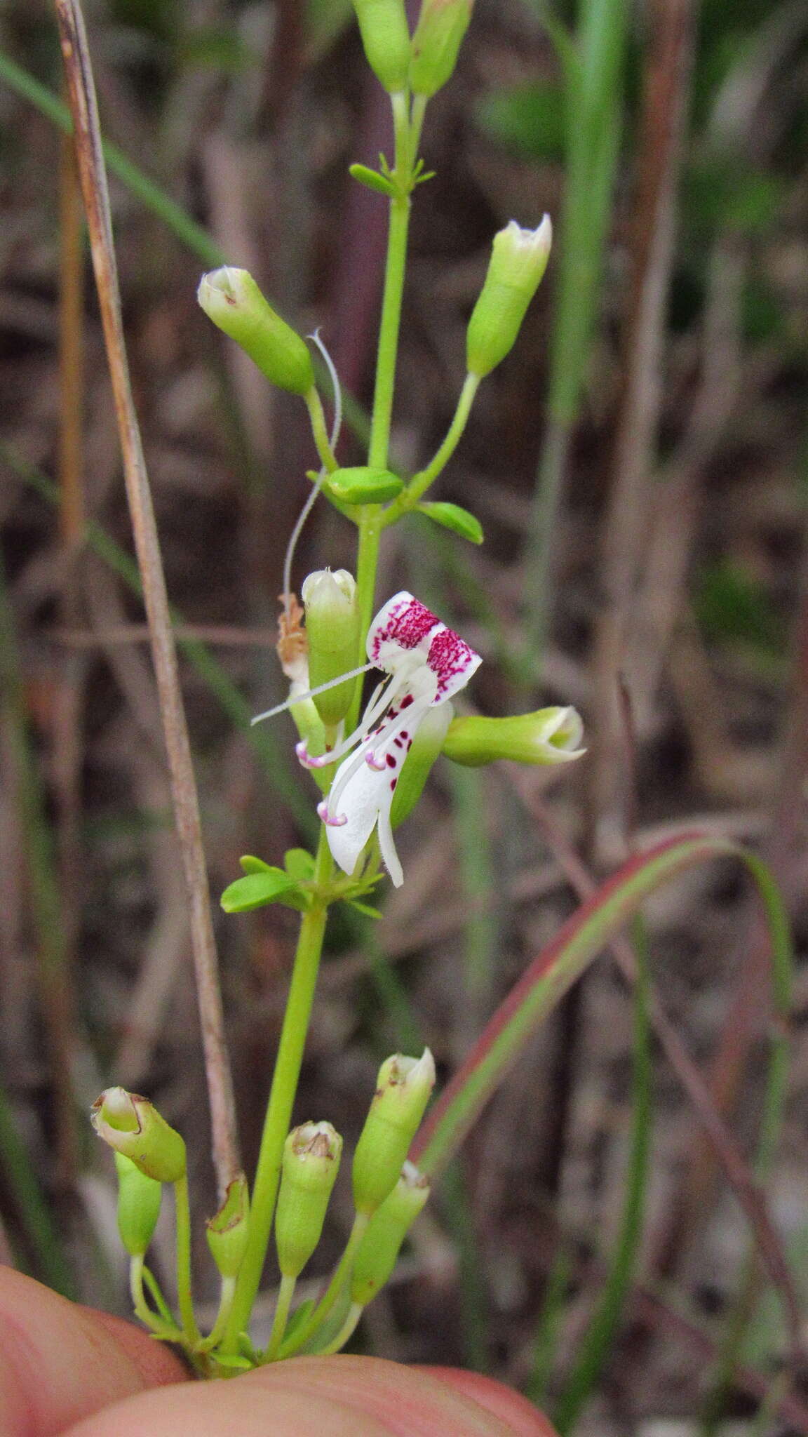 Imagem de Dicerandra frutescens Shinners