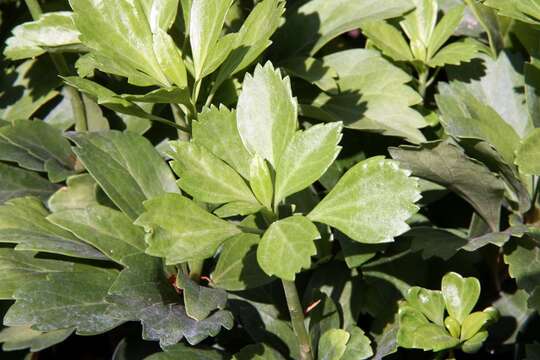 Image of Japanese pachysandra