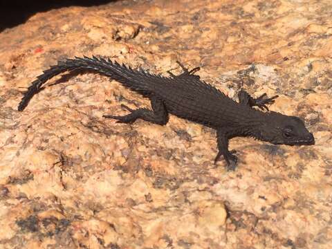 Image of Peers’ Girdled Lizard