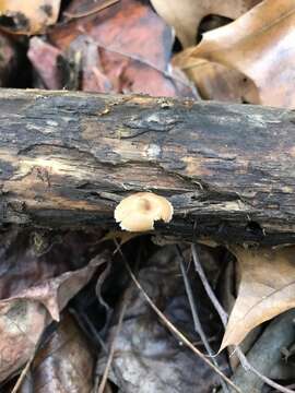 Image de Lentinellus subaustralis R. H. Petersen 2004