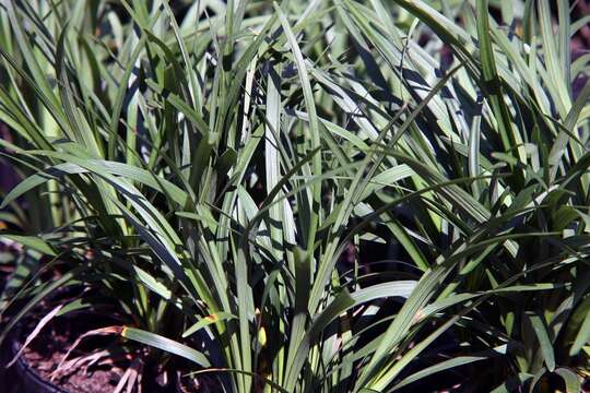 Image of Big blue lilyturf'