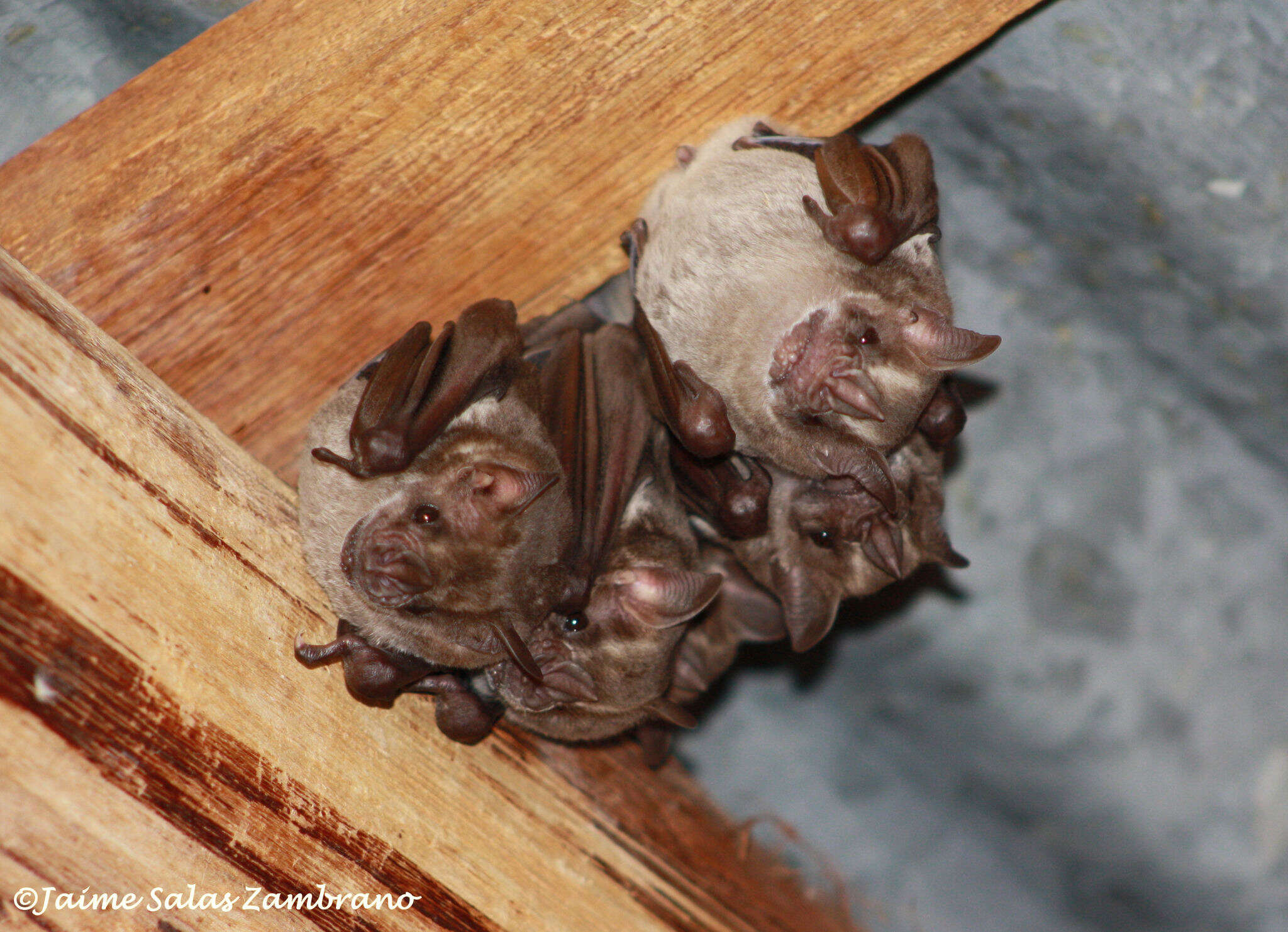 Image of Fraternal Fruit-eating Bat