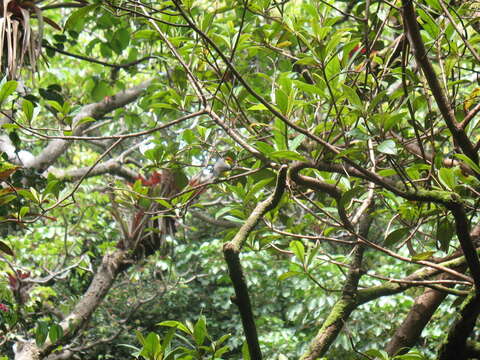 Image of Collared Whitestart