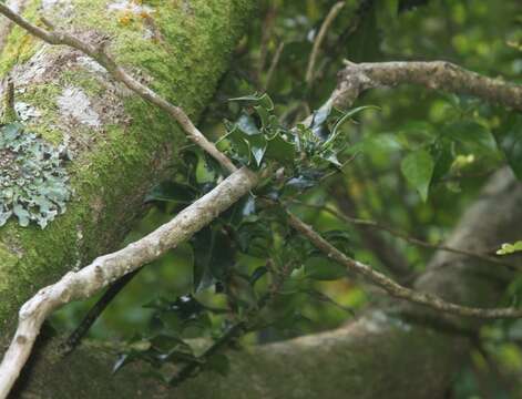 Image of English holly