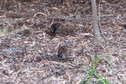 Image of Black-breasted Button-quail