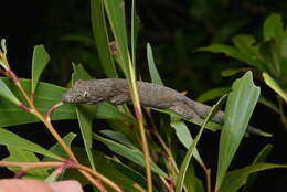 Image of Vieillard's Chameleon Gecko