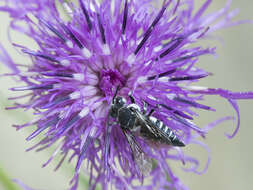 Image of Coelioxys conoideus (Illiger 1806)