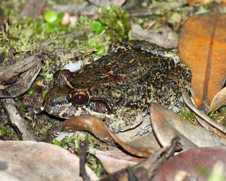 Image of Leptodactylus rugosus Noble 1923