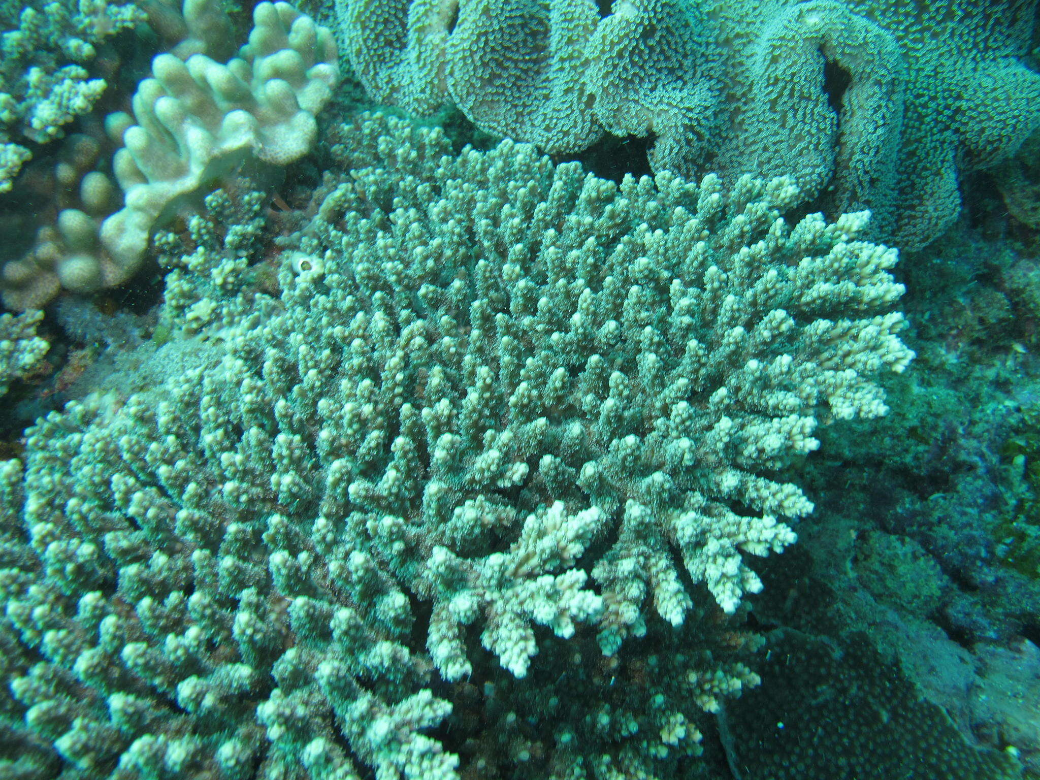 Image of Acropora latistella (Brook 1892)