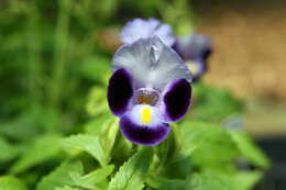 Image de Torenia fournieri Linden ex E. Fourn.