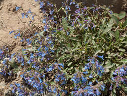 Image of Alberta beardtongue