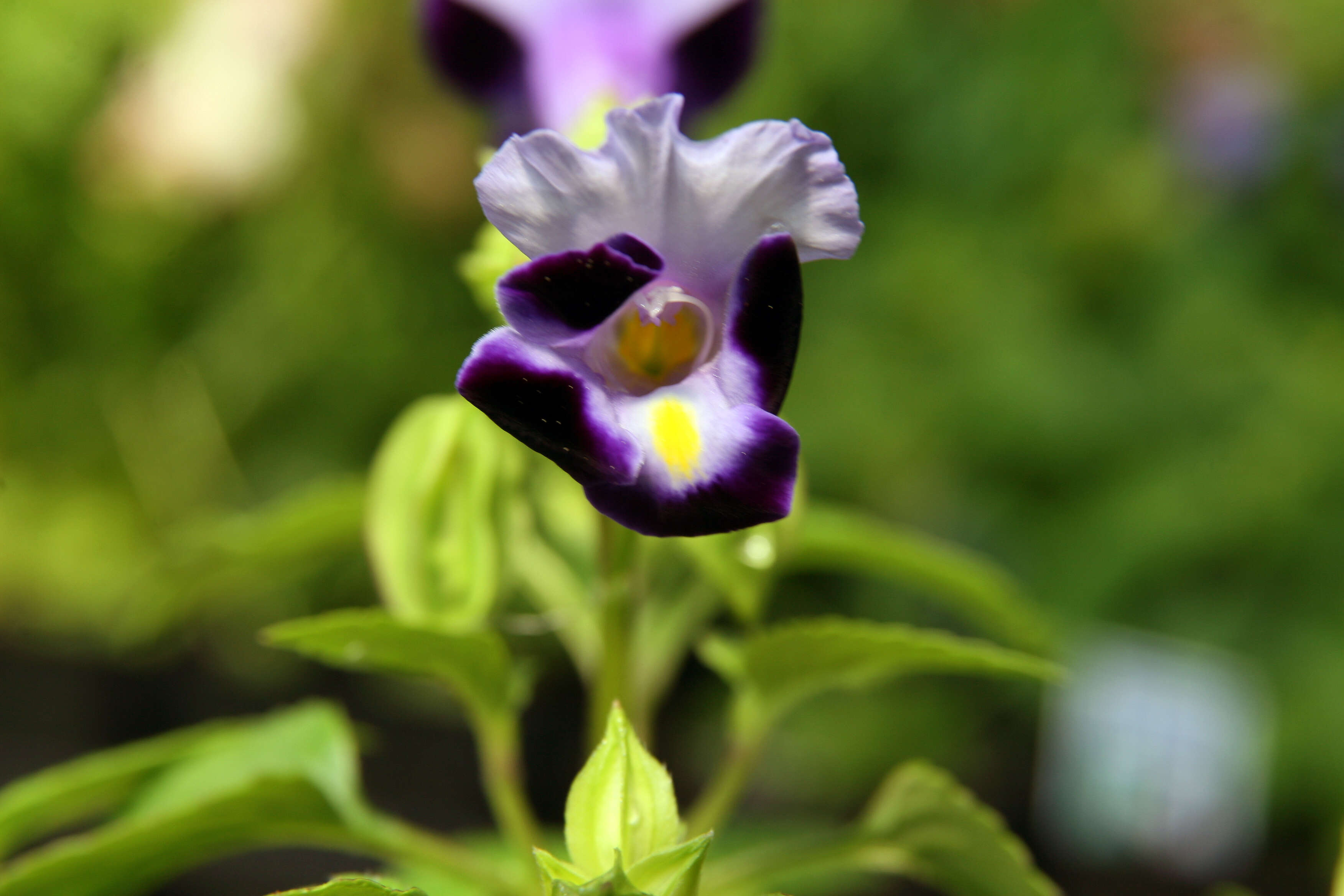 Image de Torenia fournieri Linden ex E. Fourn.