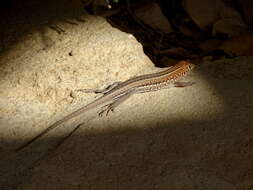 Image of Madagascar Girdled Lizard