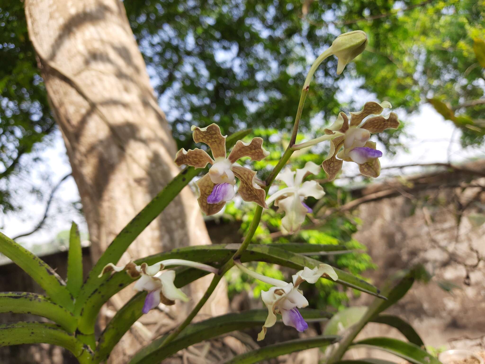 Image of Grey orchid