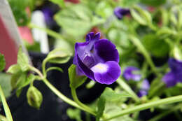 Image de Torenia fournieri Linden ex E. Fourn.