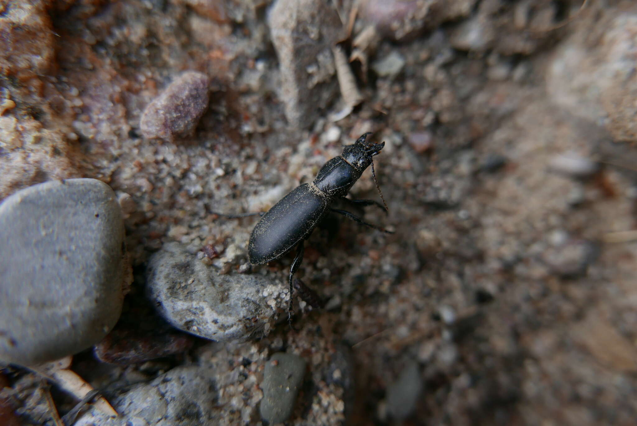 Imagem de Broscus (Broscus) cephalotes (Linnaeus 1758)