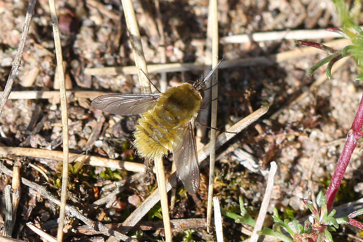 Image of Systoechus ctenopterus (Mikan 1976)