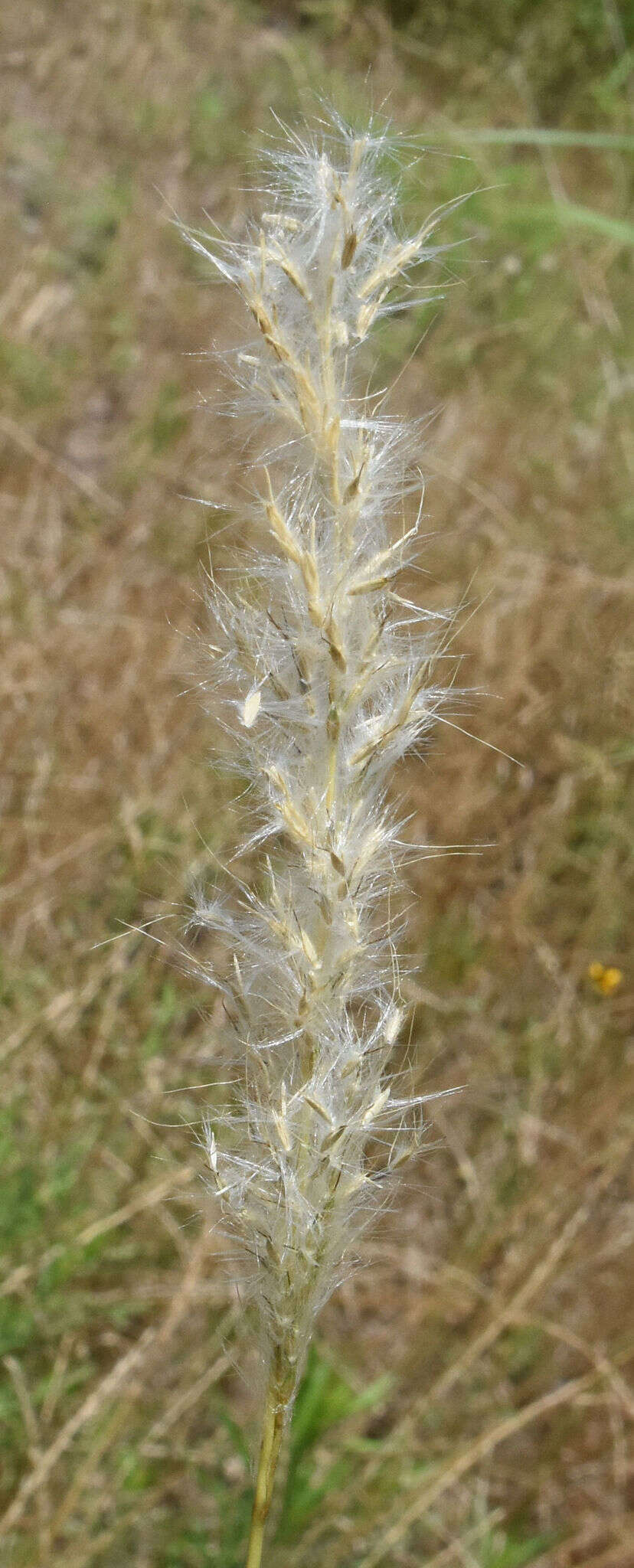 Imagem de Bothriochloa longipaniculata (Gould) Allred & Gould