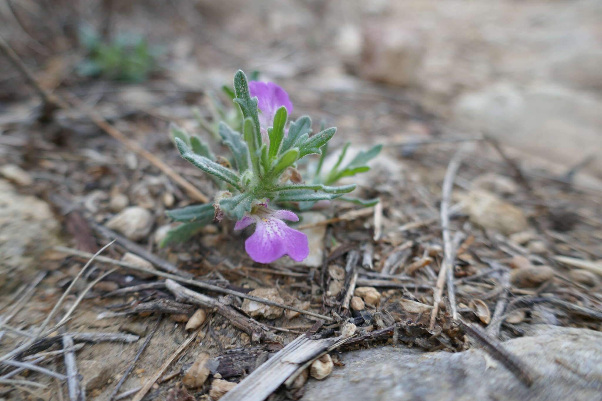 Plancia ëd Ajuga iva var. iva